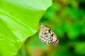 Tree Nymph butterfly on a leaf Royalty Free Stock Photo