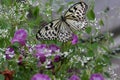 Tree Nymph - Idea leuconoe