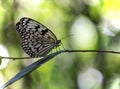 Tree Nymphs butterfly