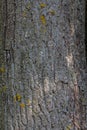 Tree oak bark texture background, vertical Royalty Free Stock Photo