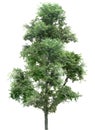 Tree,oak, plants, nature, green, summer, leafy, greenery Royalty Free Stock Photo