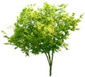 Tree,oak, plants, nature, green, summer, leafy, greenery Royalty Free Stock Photo