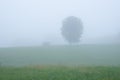 Tree among oak trees in the Aralar mountain range, Navarre Royalty Free Stock Photo