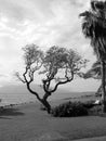 Tree by the Ocean