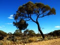 Tree ocean road Royalty Free Stock Photo