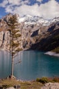 Tree of Oeschinensee lake with a mountain in Switzerland Royalty Free Stock Photo