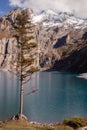 Tree of Oeschinensee lake with a mountain in Switzerland Royalty Free Stock Photo