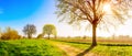 Tree in field in spring Royalty Free Stock Photo