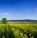 Tree in oilseed field Royalty Free Stock Photo