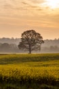 A tree in a canola field at dawn Royalty Free Stock Photo