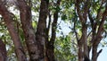 tree with a trunk full of lichens