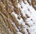 Tree old bark texture with snow background Royalty Free Stock Photo