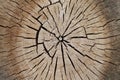 Tree old sawcut with rings and cracks. Wooden texture background Royalty Free Stock Photo