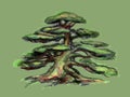 The tree is old with a thick trunk. Bonsai in big branches.Branched coniferous tree.