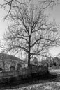 Tree in old vilage Bozhenci in Bulgaria