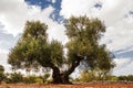 Tree of olive, secular with double hair Royalty Free Stock Photo