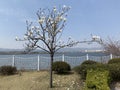 Tree white flowers blooming mountain sea