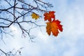 Tree with one yellow single leaf and winter branches covered Royalty Free Stock Photo