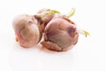 Tree onions, topsetting onions, walking onions or Egyptian onions Royalty Free Stock Photo