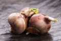 Tree onions, topsetting onions, walking onions or Egyptian onions Royalty Free Stock Photo