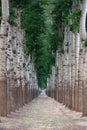 Tree open alley Royalty Free Stock Photo