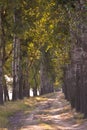 Tree open road Royalty Free Stock Photo