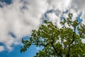 The tree opposite the blue sky, the details of the branches that are like a frame Suitable for making background images Royalty Free Stock Photo