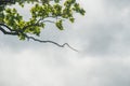 The tree opposite the blue sky, the details of the branches that are like a frame Suitable for making background images Royalty Free Stock Photo
