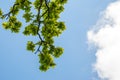 The tree opposite the blue sky, the details of the branches that are like a frame Suitable for making background images Royalty Free Stock Photo