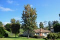 Tree with orange filamentous flower and black seeds in Laguna Woods, California. Royalty Free Stock Photo