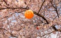 Flowering cherrytree with japanese lanterns for Hanami