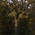 Tall tree with orange leaves.