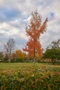 Tree with orange leaves in the garden of the Parterre in autumn