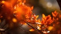 a tree with orange leaves in the sunlight with a blurry background