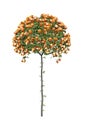 A tree of orange roses isolated on white