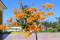 Orange tree in Aruba with blue sky Royalty Free Stock Photo