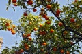 Tree with oranges