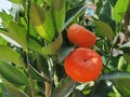 Tree of Oranges and mandarins resemble gold and sounds like the word success in Mandarin or luck in Cantonese, making them an