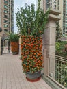 Tree of Oranges and mandarins resemble gold and sounds like the word success in Mandarin or luck in Cantonese, making them an