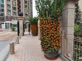 Tree of Oranges and mandarins resemble gold and sounds like the word success in Mandarin or luck in Cantonese, making them an