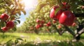 Tree orchard nature red ripe gardening apple fruit autumn food Royalty Free Stock Photo