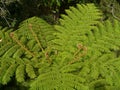 A tree in the order Cyatheales Royalty Free Stock Photo