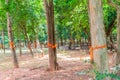 Tree ordination, robe of Buddhist monk wrap around tree trunk. Ceremony to ordain the tree to deter illegal deforestation and to