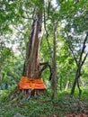 Tree ordination in Thailand