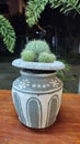 Tree, ornamental plant, cactus, lawn, tree for placing on the desk Decorating small gardens