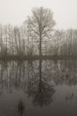 Tree outline with reflection in the morning mist