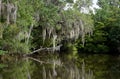 Tree Over the Bayou Dripping with Spanish Moss Royalty Free Stock Photo