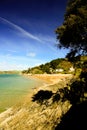 Tree over the beach on the shore at Salcombe Royalty Free Stock Photo
