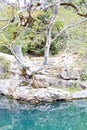 Tree over a blue lake like a paradise