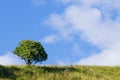 tree over blue sky. Summer panorama Royalty Free Stock Photo